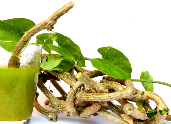 Top 10 Health Benefits Of Giloy: Nature's Ultimate Immunity Booster Giloy