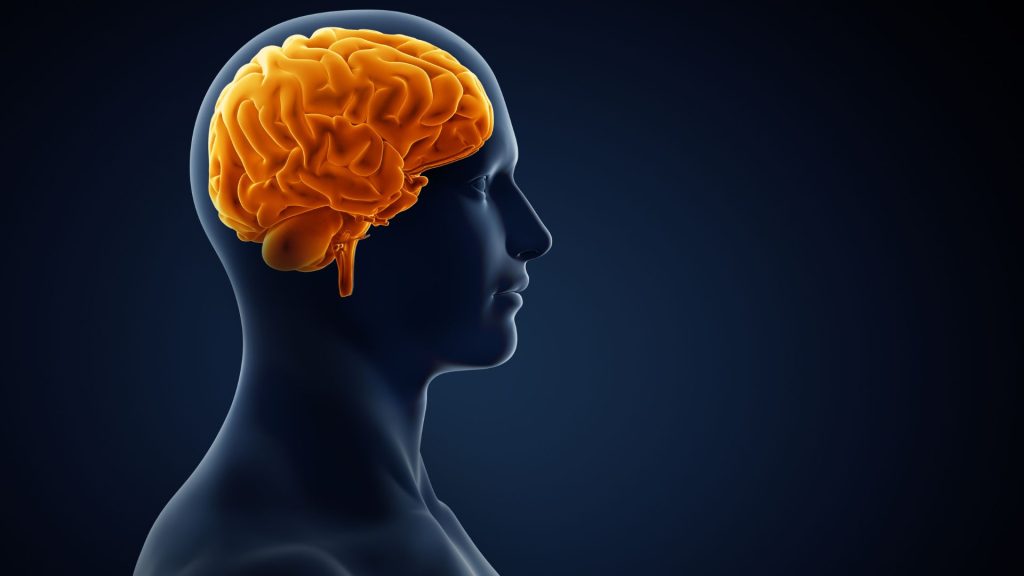 human brain